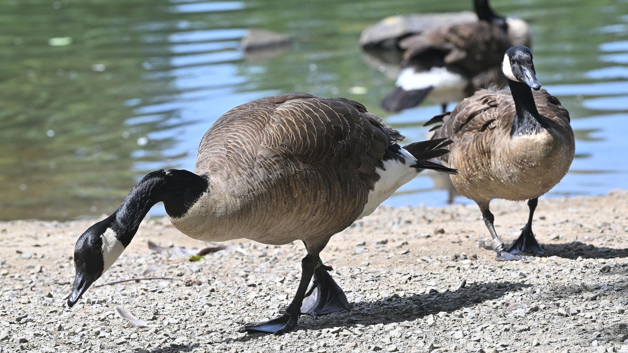 Zu sehen sind Kanadagänse an einem Teich.