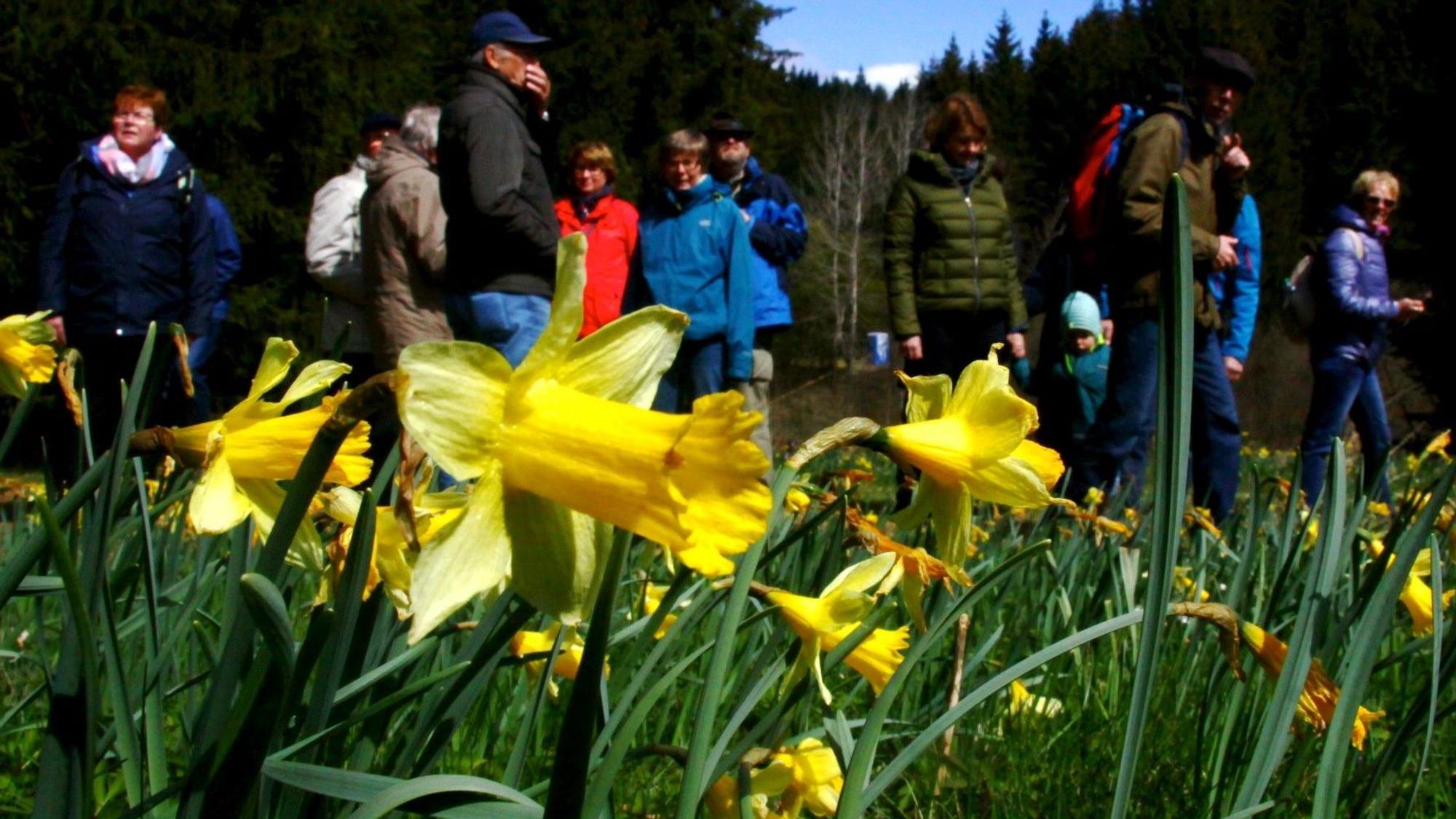 Besucher während der Narzissenblüte 2022 in der Nordeifel.