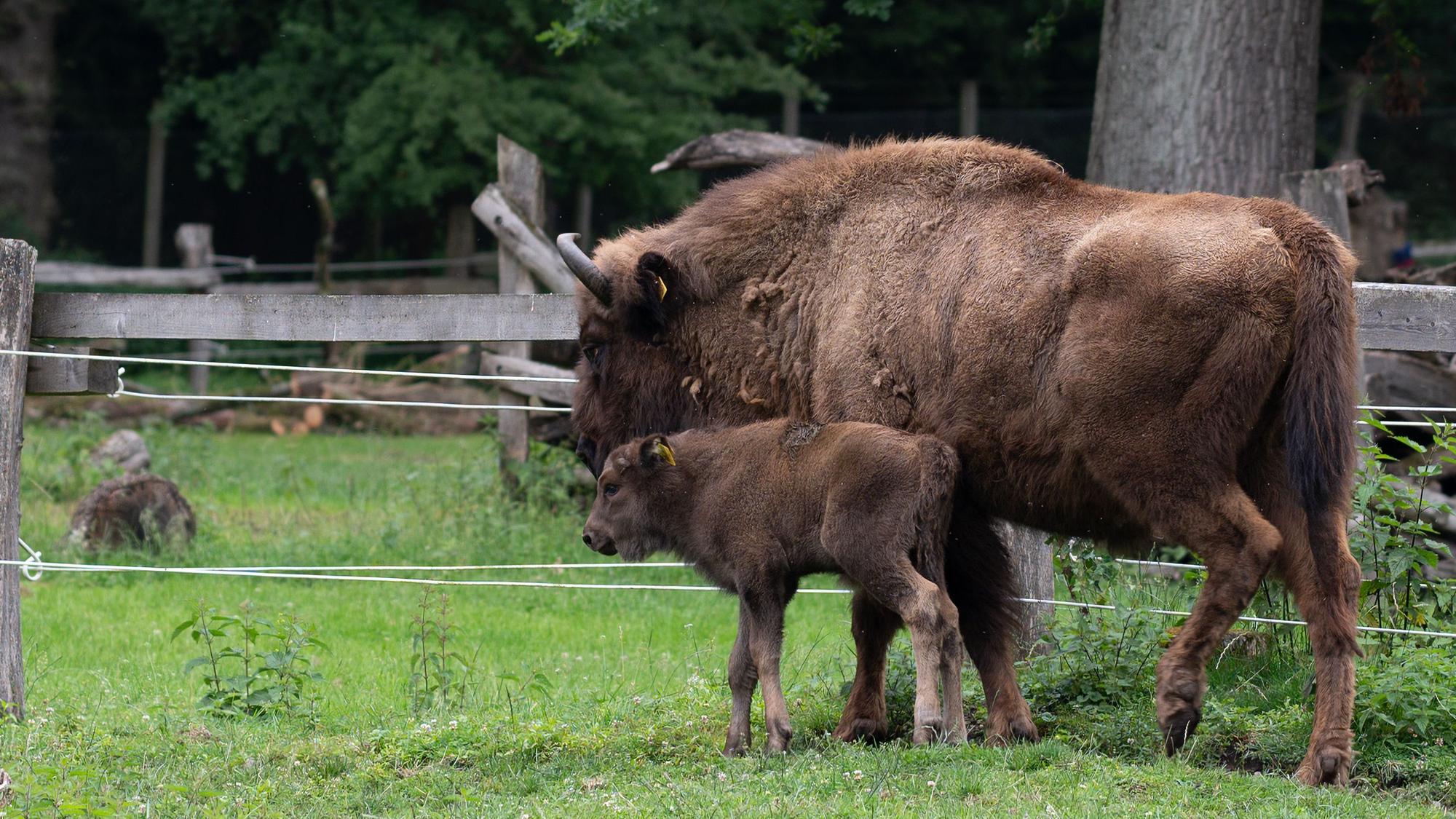 Ein junges und ein erwachsenes Wisent stehen auf einer eingezäunten Wiese.