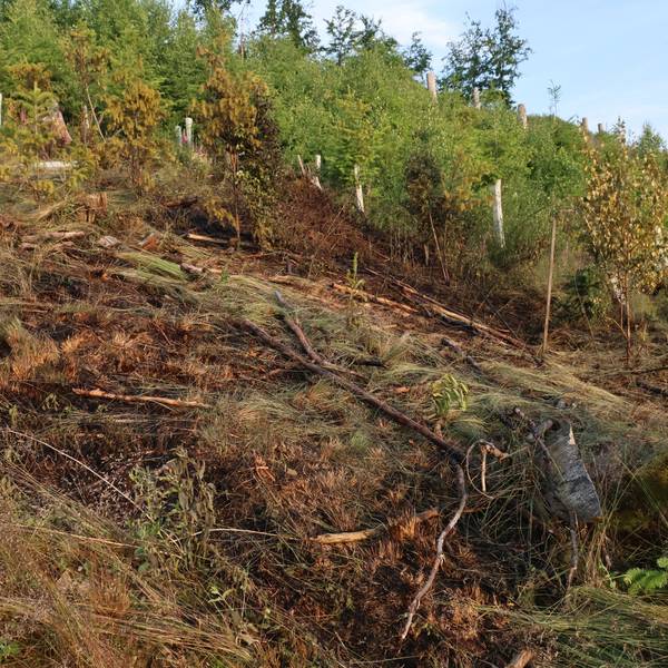 Verkohltes Unterholz.