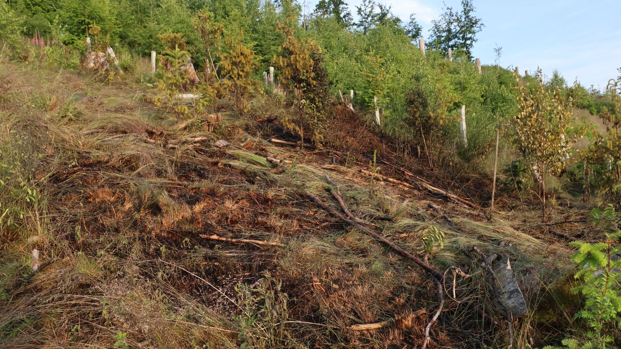 Verkohltes Unterholz.