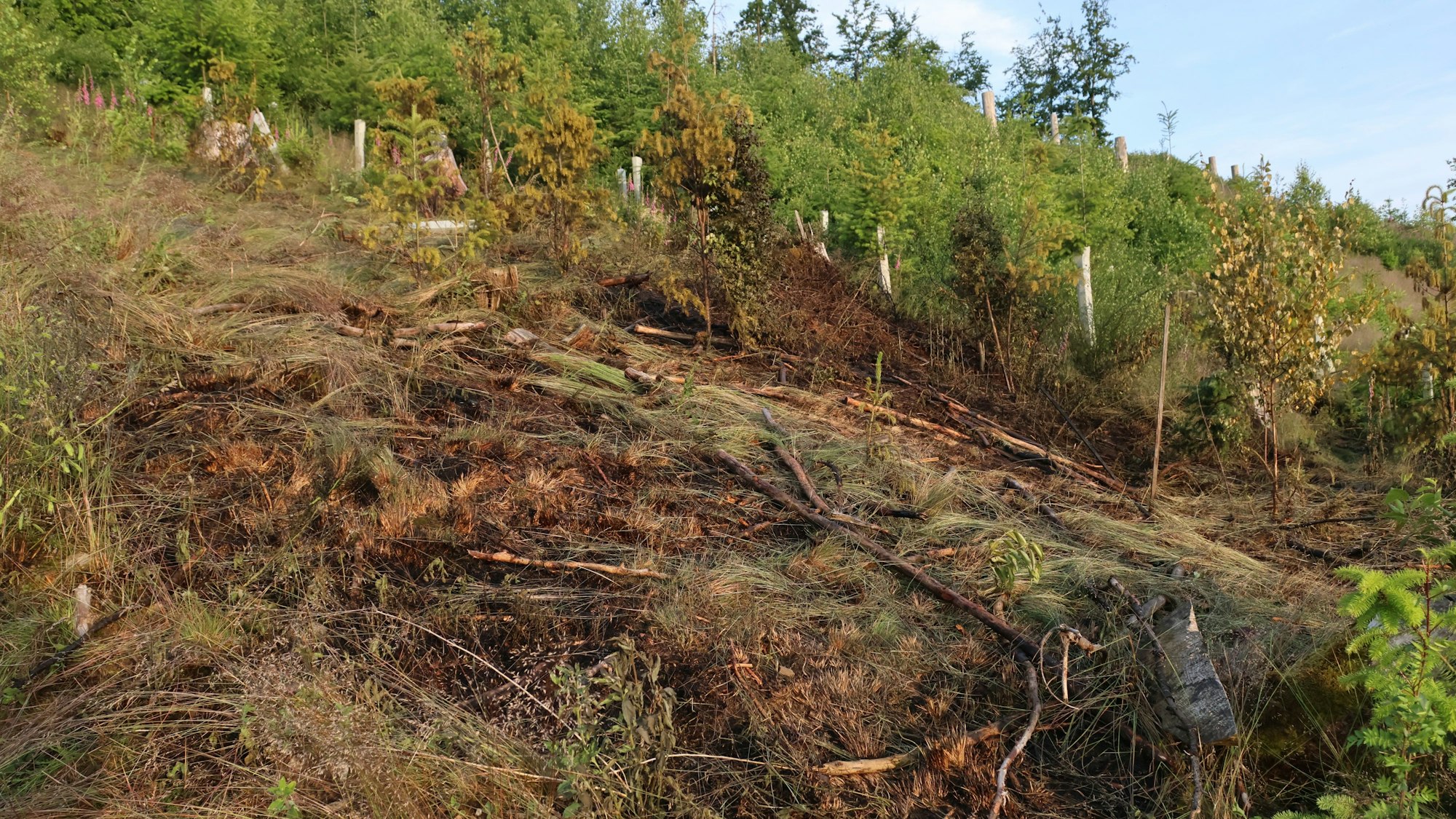 Verkohltes Unterholz.