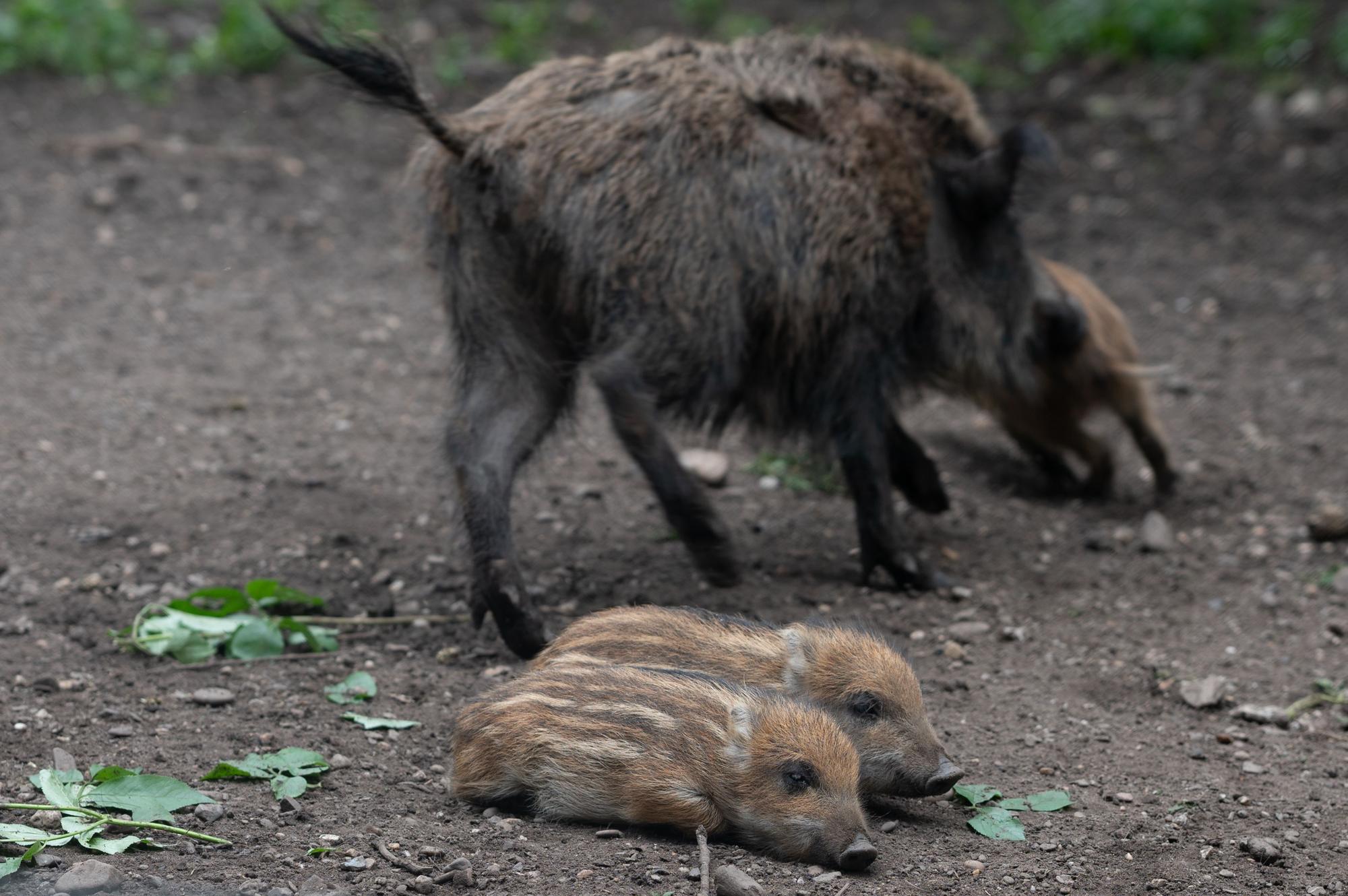Ein Wildschwein mit drei Frischlingen.