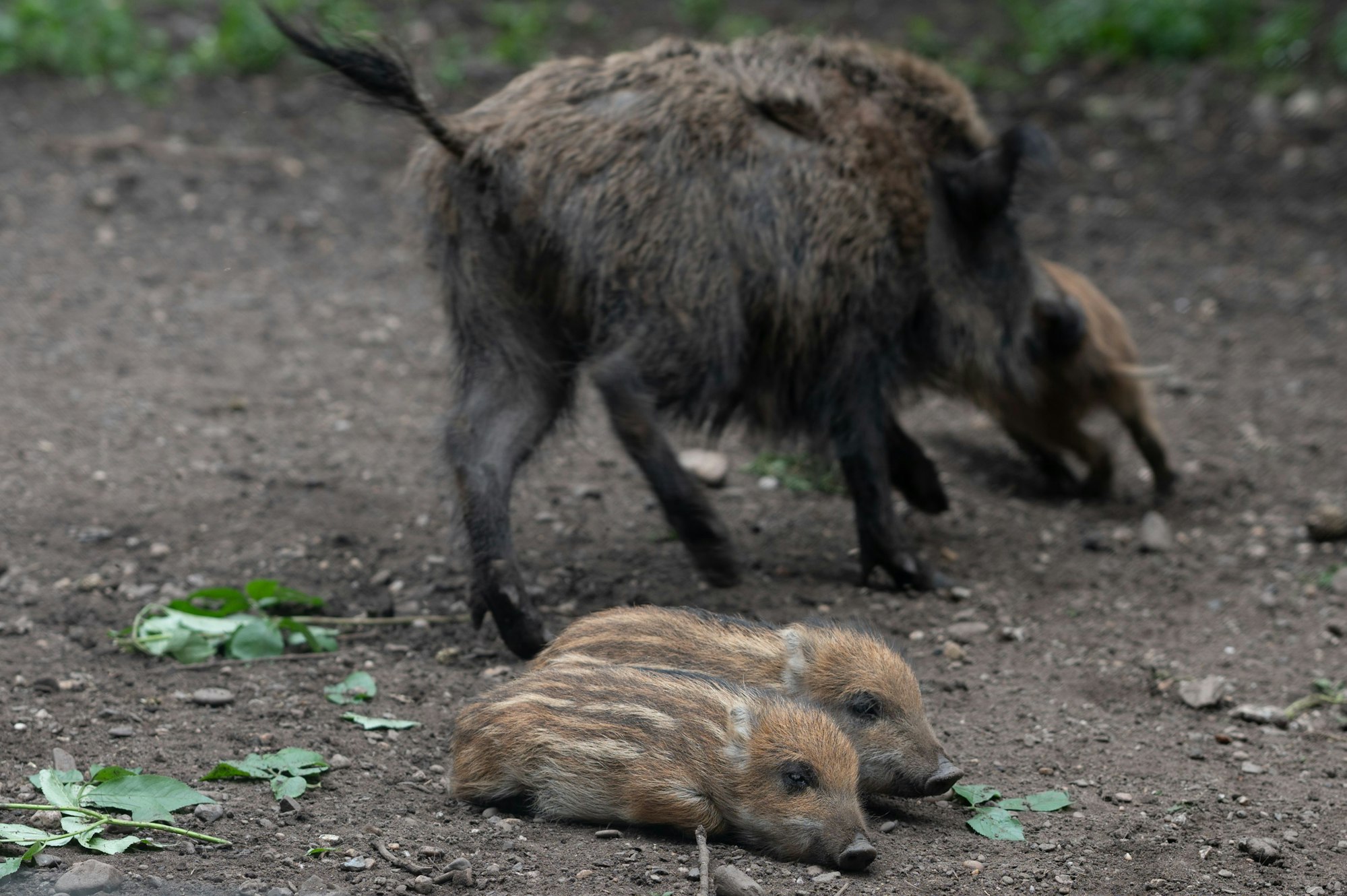 Ein Wildschwein mit drei Frischlingen.