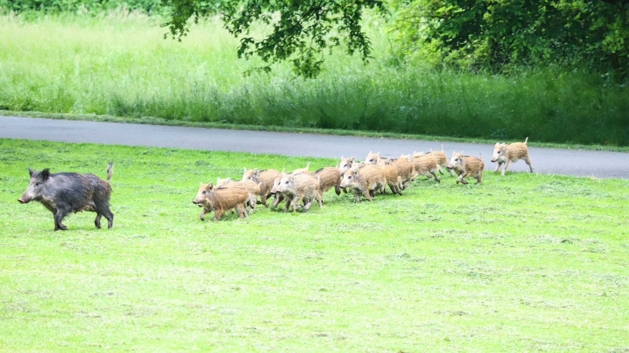 Eine Wildschweinrotte mit rund 15 Frischlingen läuft über ein Feld in der Nähe eines asphaltierten Weges.