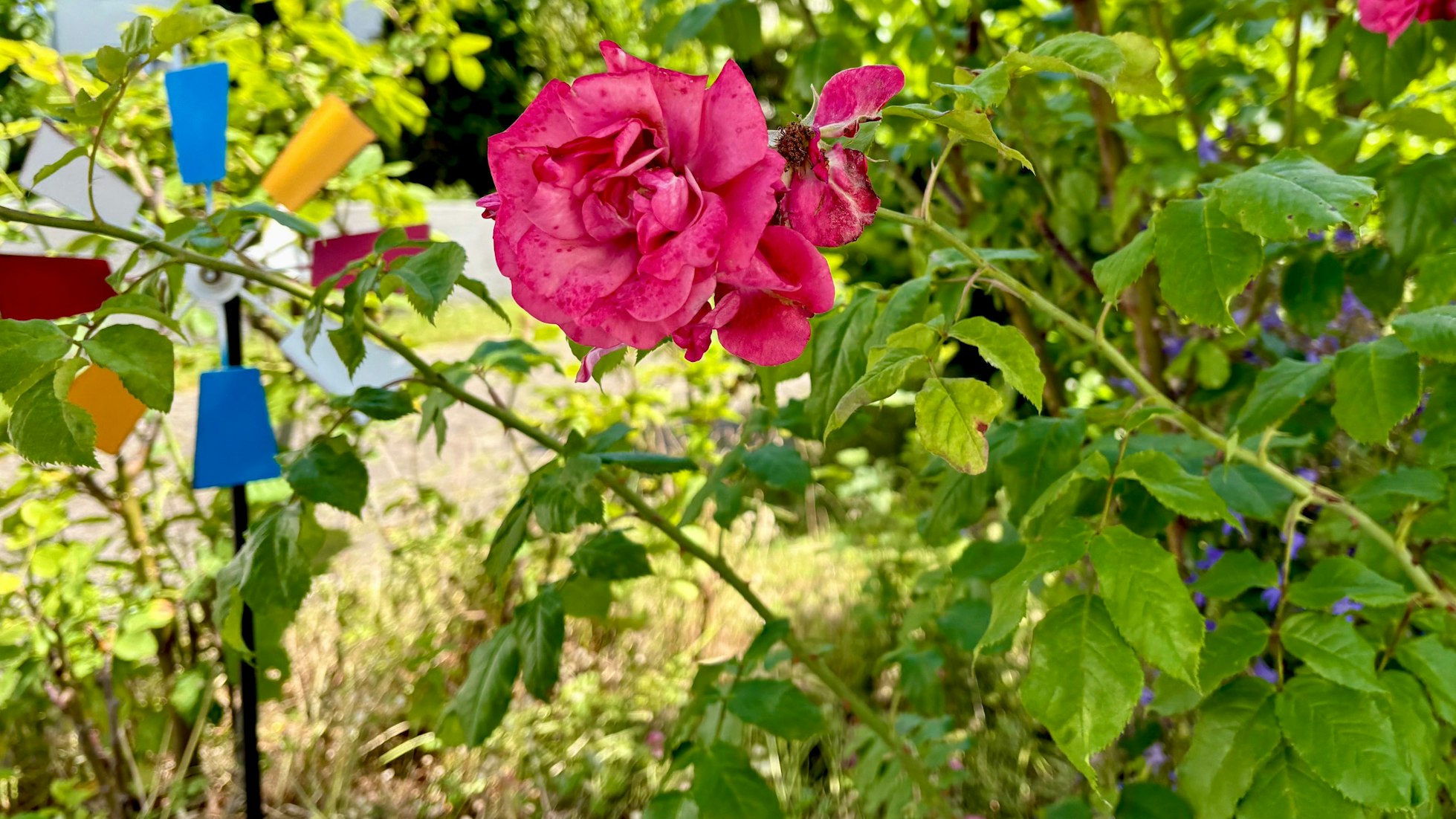 Eine Rose in einem Garten.