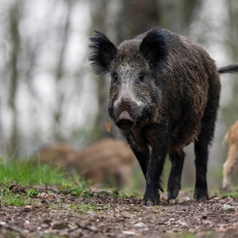 Eine Wildschweinmutter mit Frischlingen im Wald.