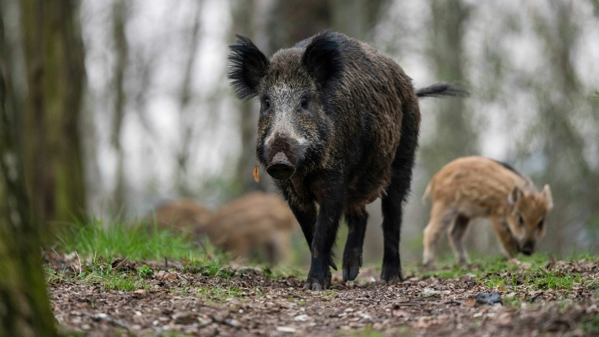 Eine Wildschweinmutter mit Frischlingen im Wald.
