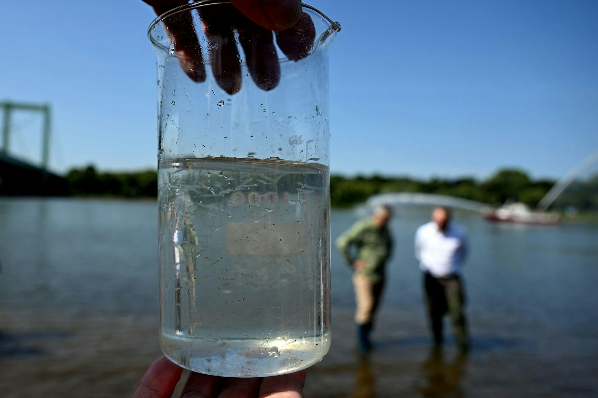 Insgesamt sollen in diesem Jahr 1,5 Millionen Larven in den Rhein gesetzt werden.