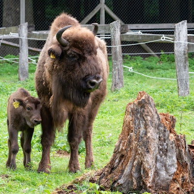 Ein junges und ein erwachsenes Wisent stehen auf einer eingezäunten Wiese.