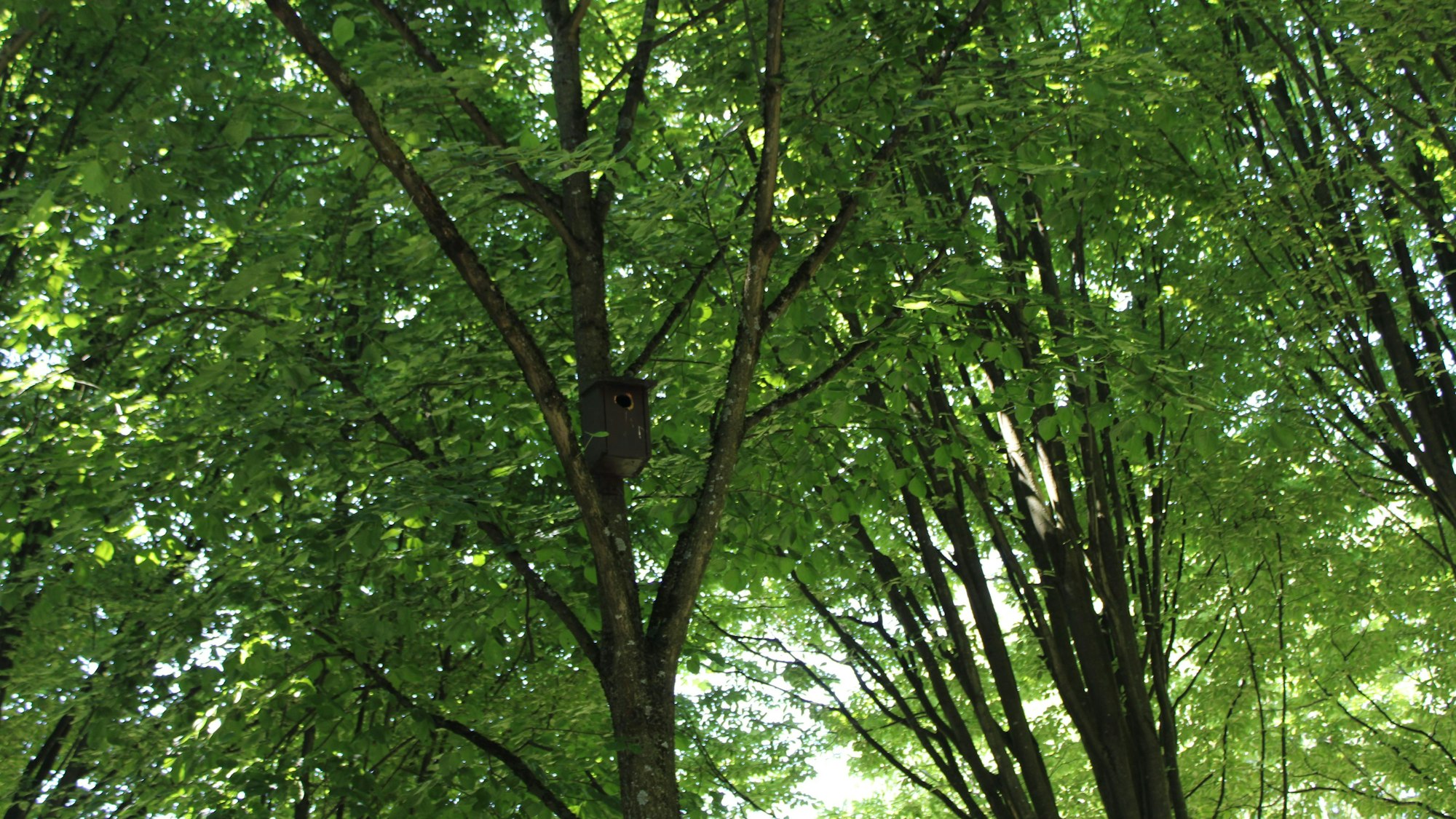 Die hochgewachsenen Bäume seien als Lebensraum nicht leicht zu ersetzen, sagt Horst Tamke. Vögel nisten in selbst aufgehängten Brutkästen.