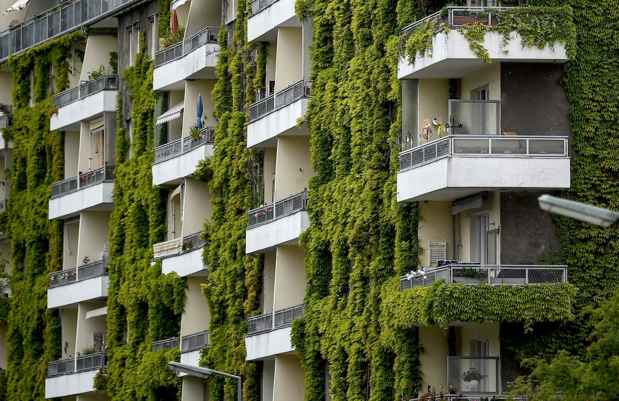 Grünpflanzen schaffen Verdunstungskühle - auch wilder Wein wie hier an einer Fassade in Berlin.