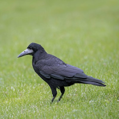 Eine Saatkrähe auf einer Wiese, sie sucht Futter.