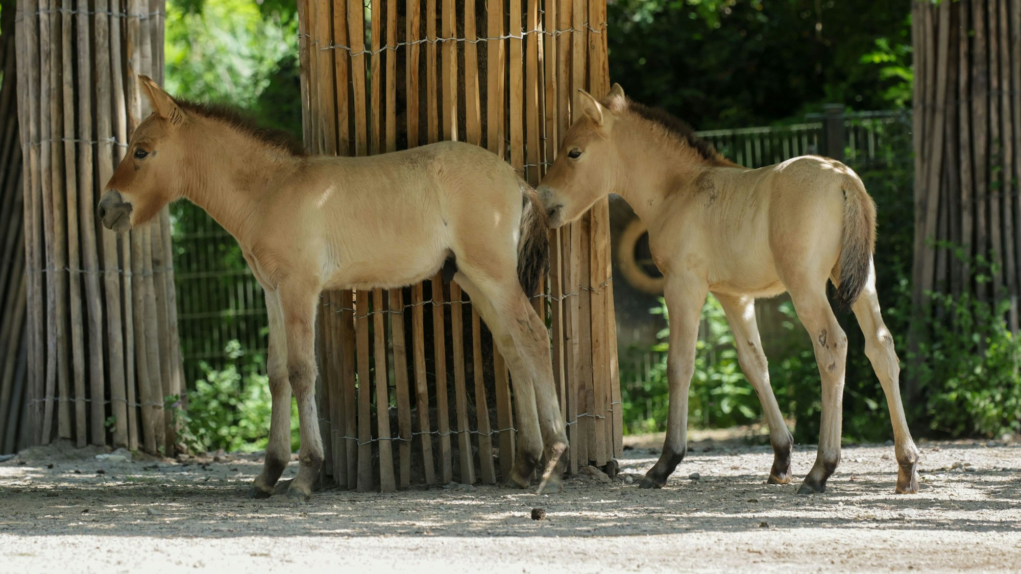 Im Kölner Zoo sind zwei Przewalskipferde geboren worden.