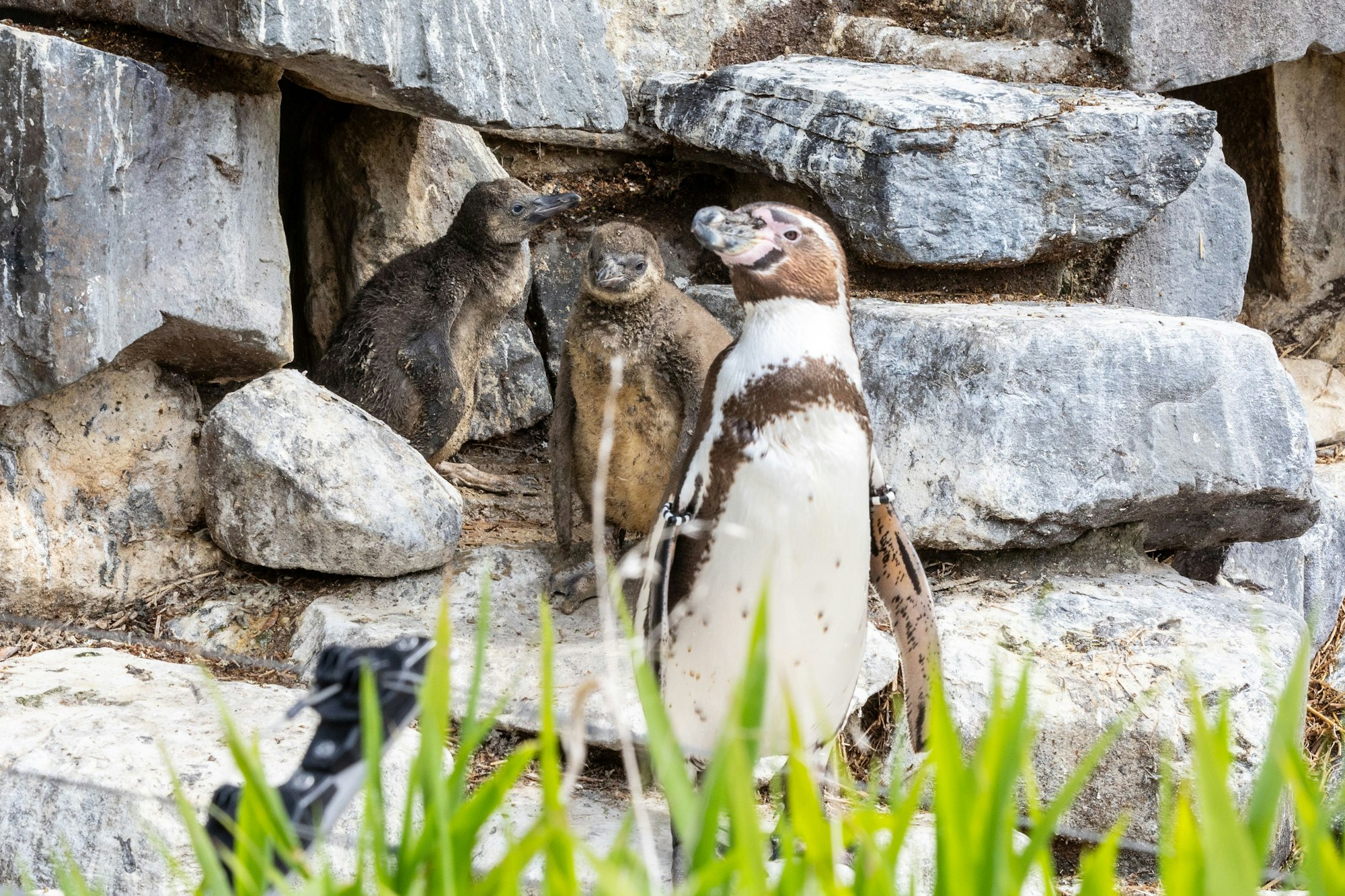 06.06.2025
Köln:
Der Tierpfleger Julian Heck (36) des Kölner Zoos zog den kleinen Humboldt-Pinguin „Pinte“ bei sich zu Hause auf.
Pinte (links) und der große Bruder Boba mit dem Vater vor der Höhle
Foto: Martina Goyert
mgoyert@web.de