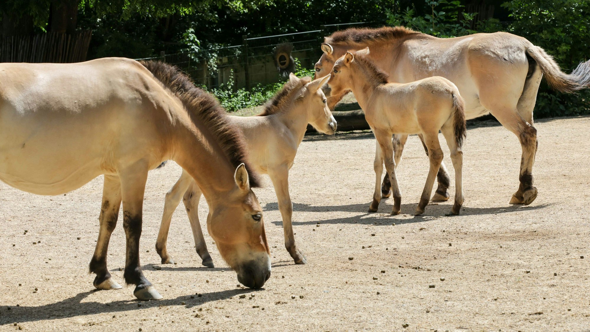 Die Fohlen Vicky und Vitus mit ihren Müttern