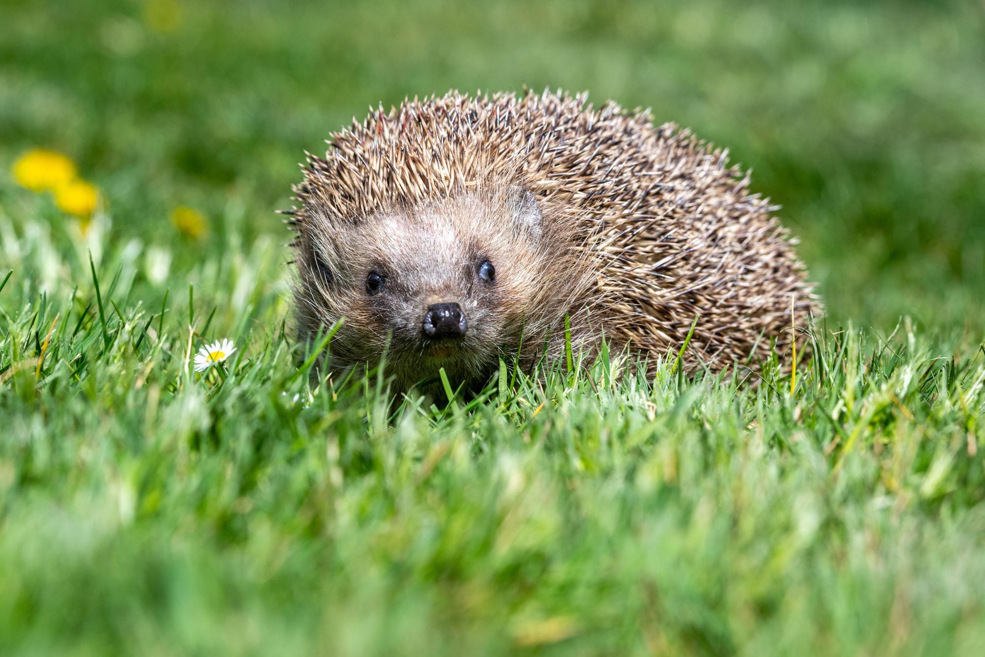 Zu sehen ist ein Igel im Gras.