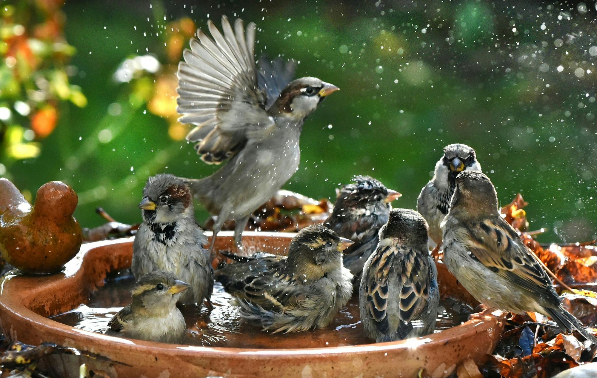 Badespaß im Garten: Auch Vögel freuen sich im Sommer über eine Möglichkeit zur Abkühlung.