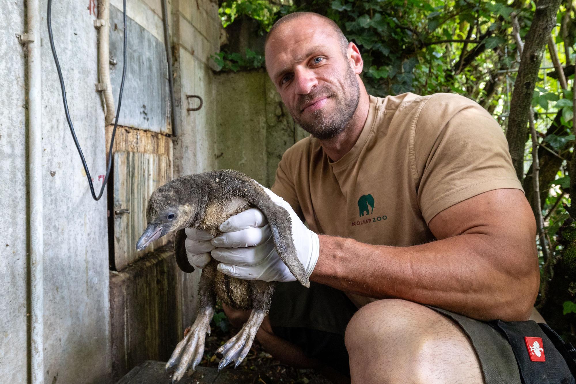06.06.2025
Köln:
Der Tierpfleger Julian Heck (36) des Kölner Zoos zog den kleinen Humboldt-Pinguin „Pinte“ bei sich zu Hause auf.
Foto: Martina Goyert
mgoyert@web.de
