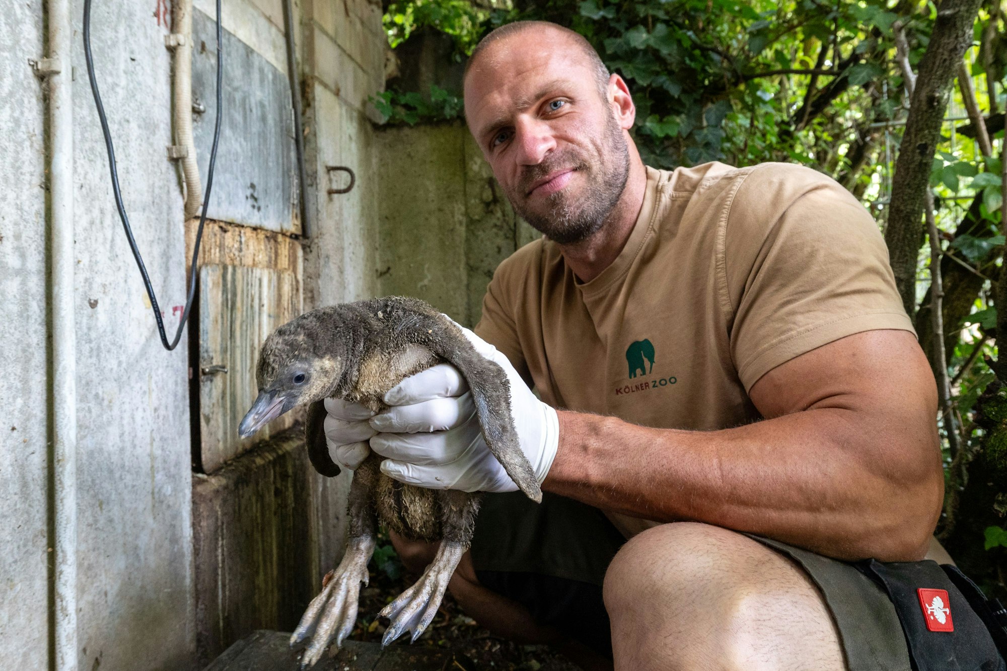 06.06.2025
Köln:
Der Tierpfleger Julian Heck (36) des Kölner Zoos zog den kleinen Humboldt-Pinguin „Pinte“ bei sich zu Hause auf.
Foto: Martina Goyert
mgoyert@web.de