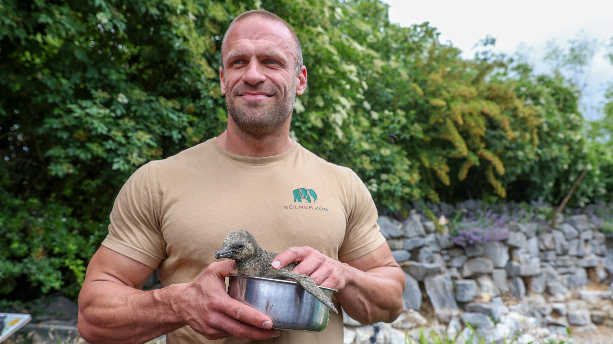 06.06.2025
Köln:
Der Tierpfleger Julian Heck (36) des Kölner Zoos zog den kleinen Humboldt-Pinguin „Pinte“ bei sich zu Hause auf.
Foto: Martina Goyert
mgoyert@web.de