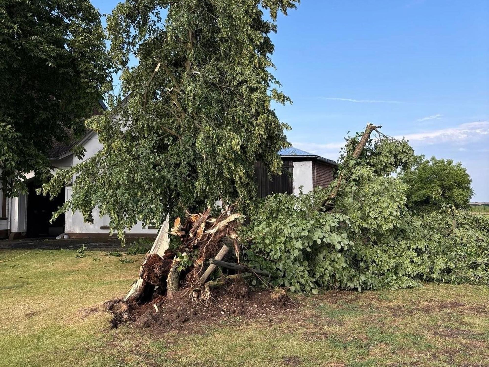 In Erftstadt war infolge des Unwetters ein Baum in Mitleidenschaft gezogen worden.