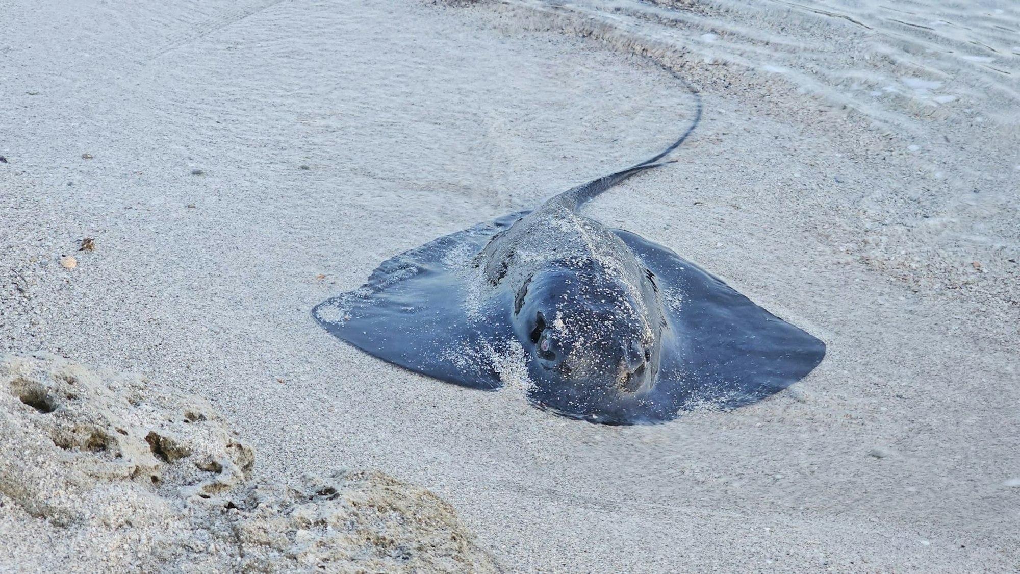 Ein Pelagischer Stechrochen (Pteroplatytrygon violacea) liegt im seichten Wasser am Strand von Mallorca.