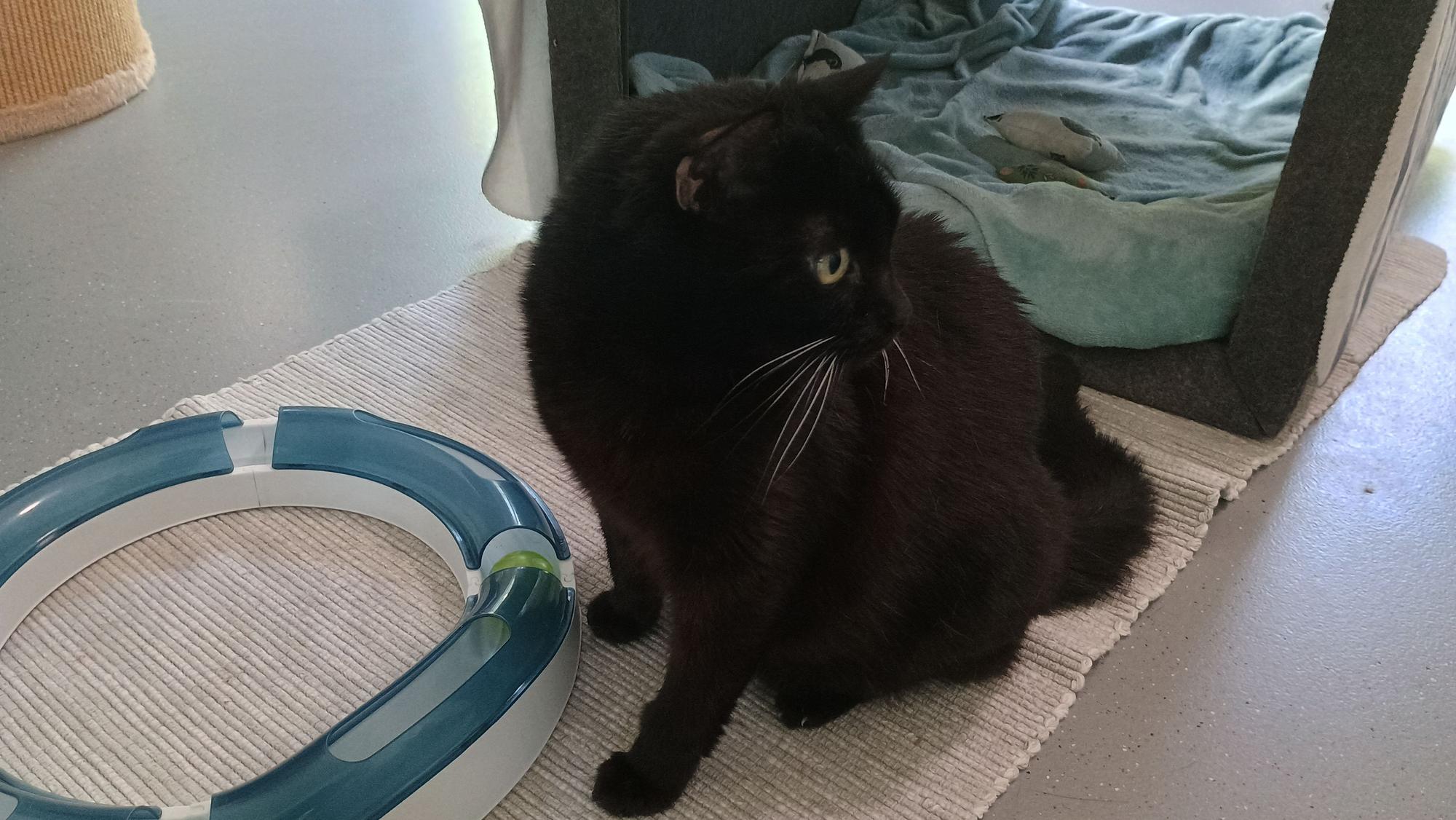 Lotte lebt im Tierheim, weil ihre Besitzerin verstorben ist.