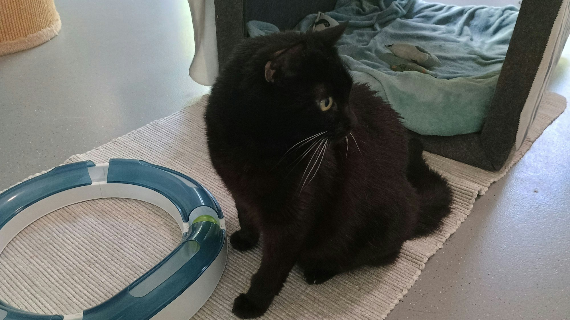 Lotte lebt im Tierheim, weil ihre Besitzerin verstorben ist.