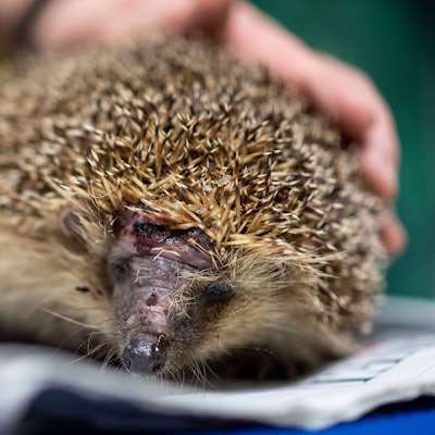 Ein Igel mit einer Kopfverletzung sitzt auf einer Zeitung.