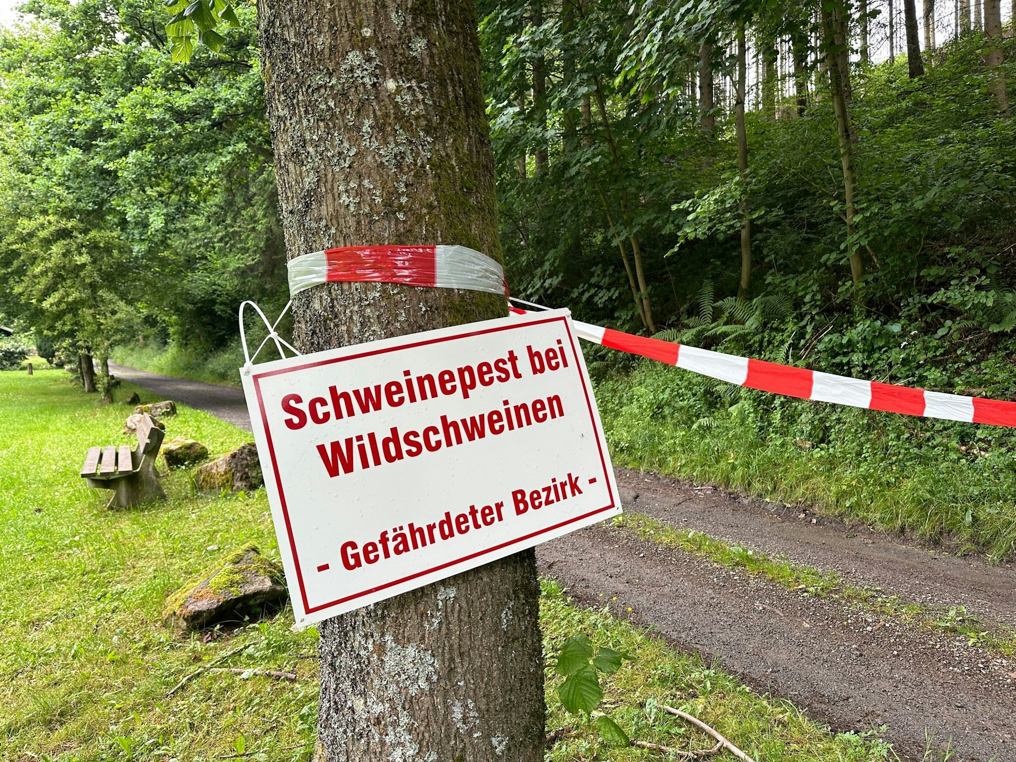 Die Auflagen für Schweinehalter, Jäger und Hundebesitzer sollen helfen, dass das Virus sich nicht weiter ausbreitet (Archivbild)