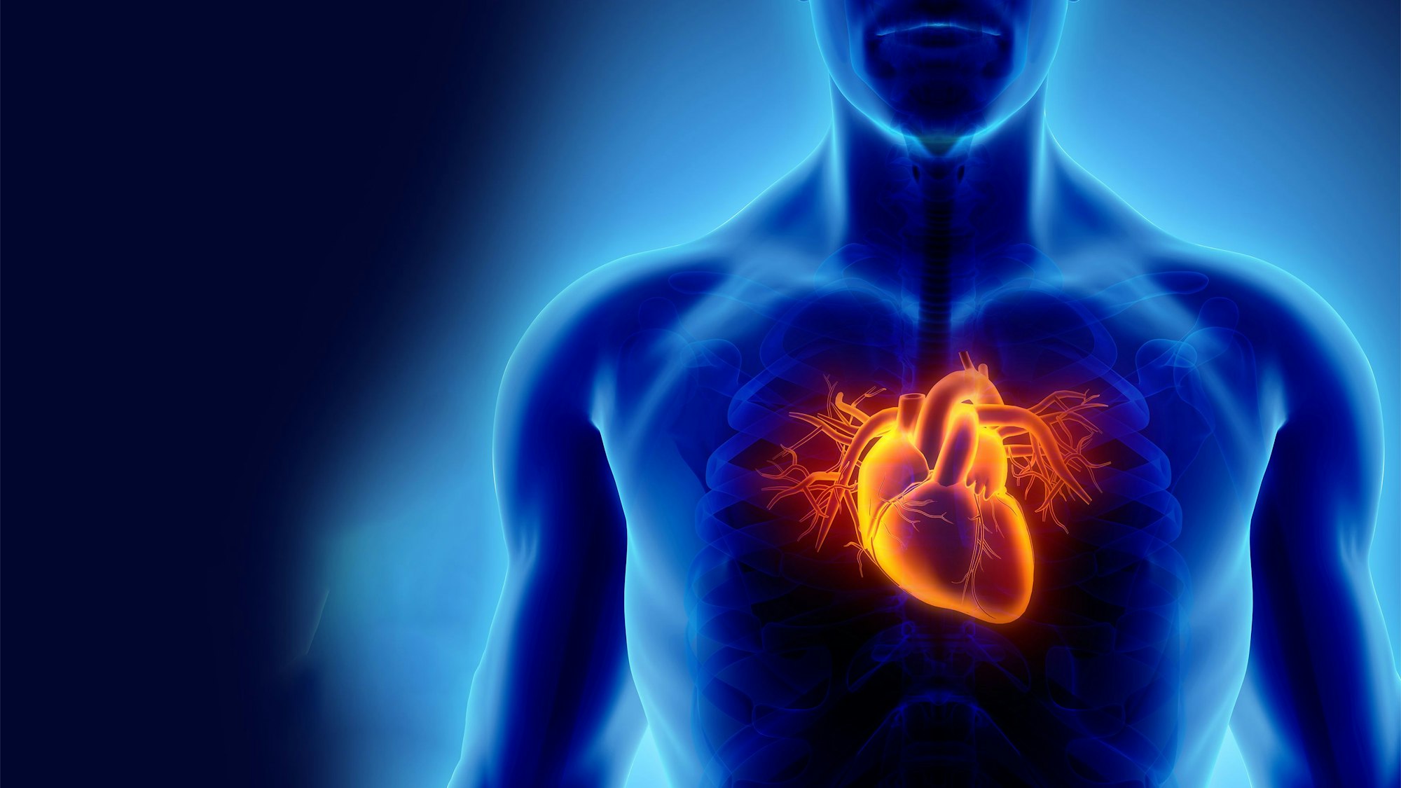 Illustration mit einem männlichen Oberköper - alles in blau gehalten. In Brusthöhe scheint das Organ Herz orange durch.