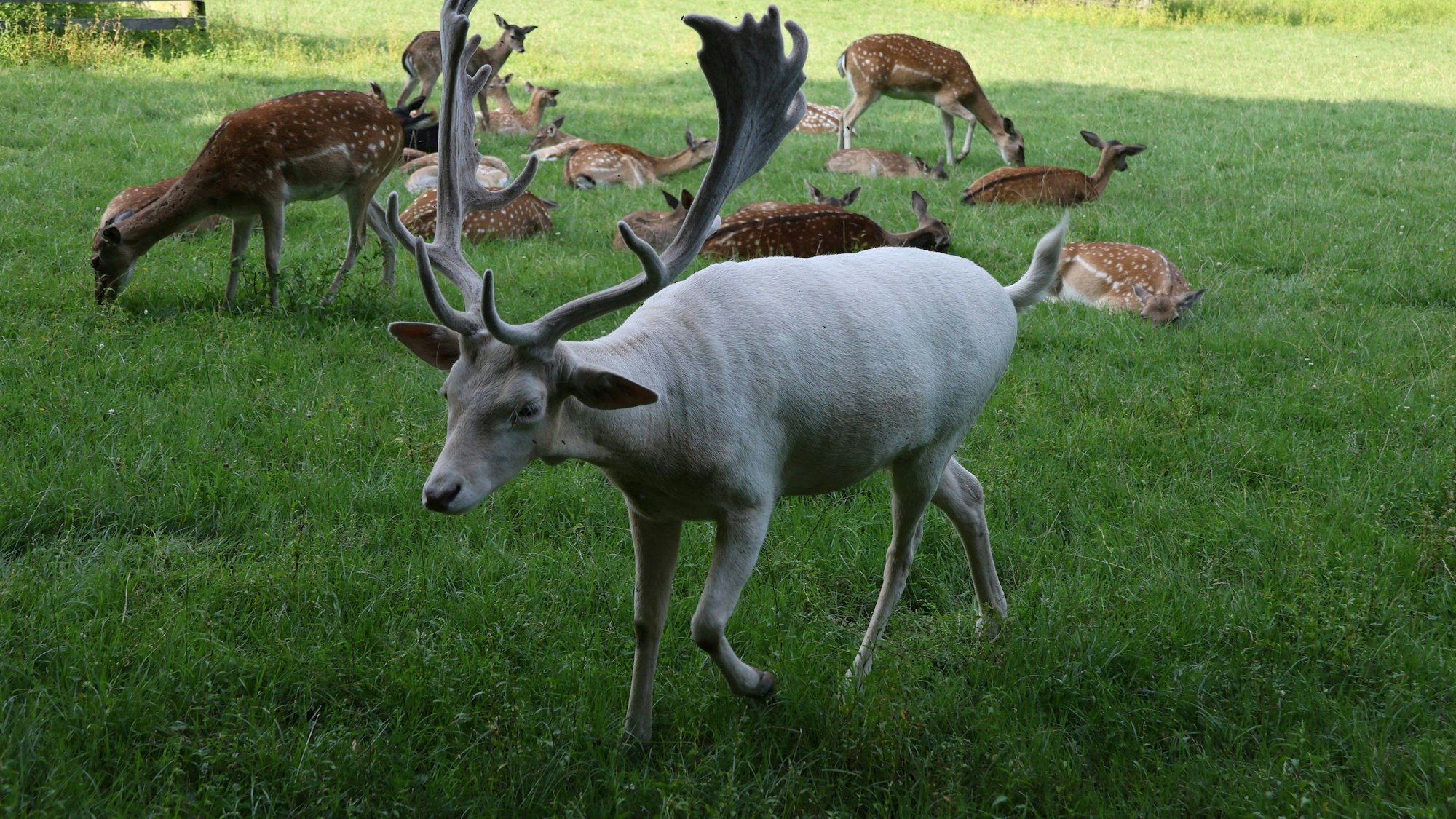 Besuchende können den weißen Hirsch jetzt wieder im Wildgehege der Bonner Waldau beobachten (Archivfoto).