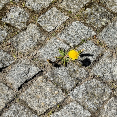 Eine Löwenzahnpflanze blüht zwischen Pflastersteinen.