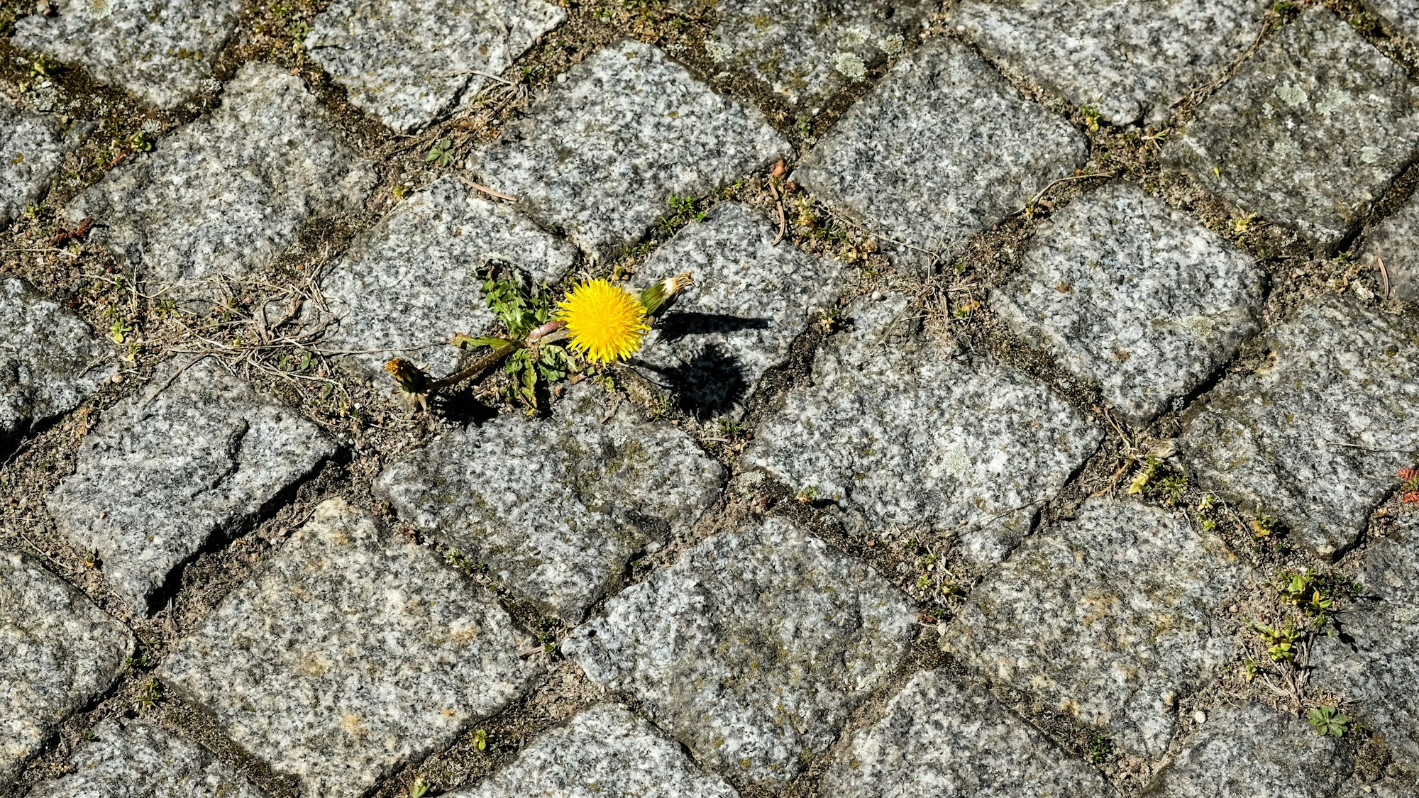 Eine Löwenzahnpflanze blüht zwischen Pflastersteinen.