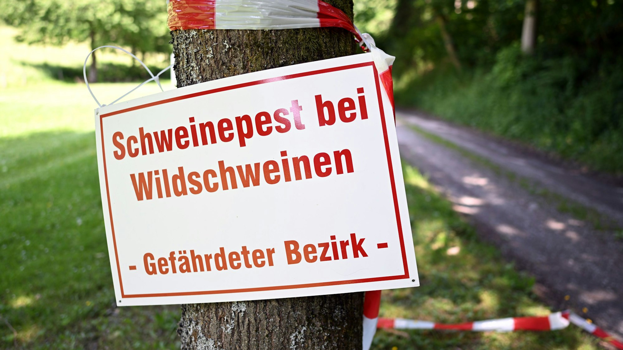 Ein Schild mit der Aufschrift «Schweinepest bei Wildschweinen - Gefährdeter Bezirk - » hängt an einem Baum an einem Waldweg.