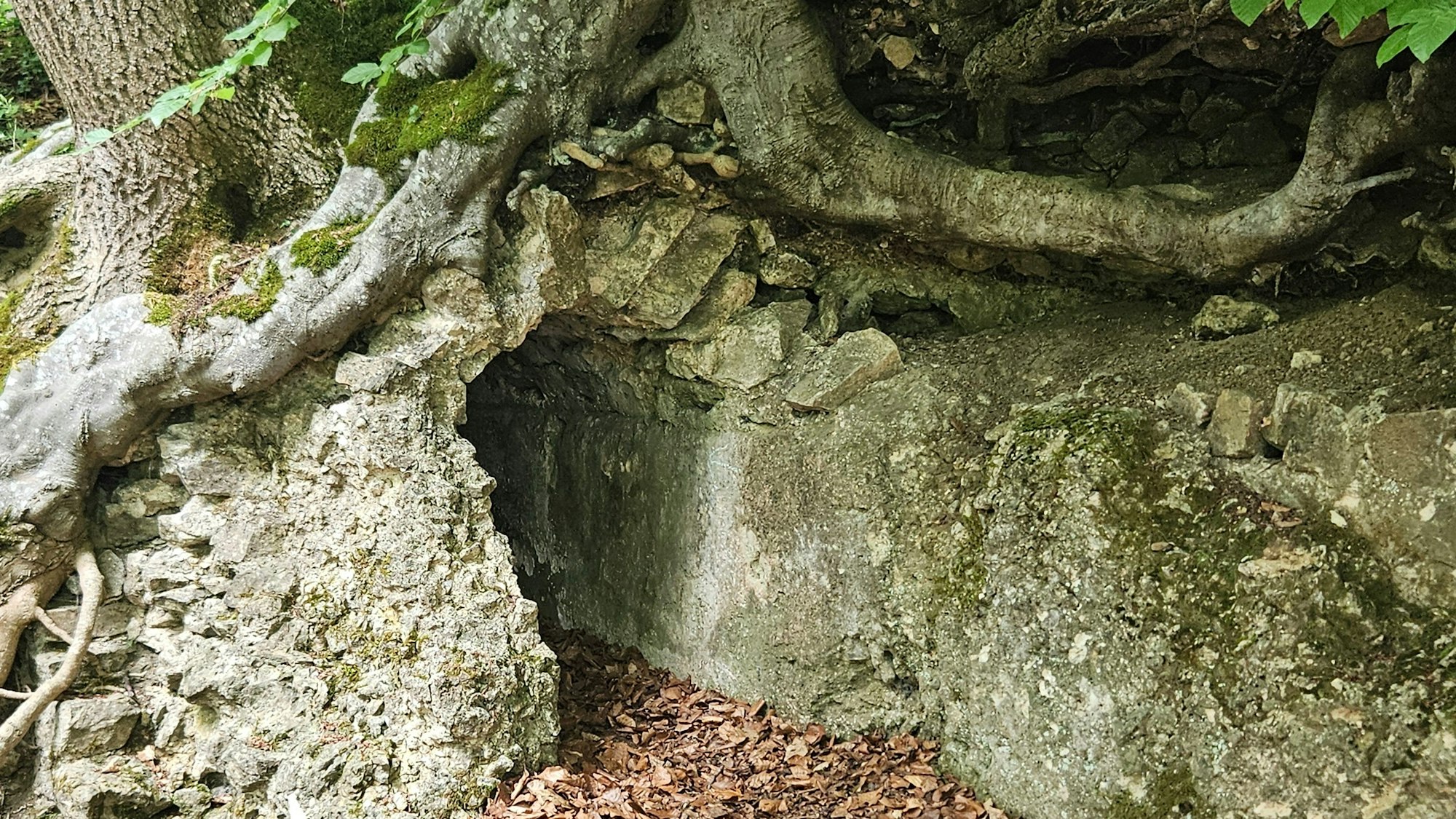 Blick auf einen Aufschluss des Römerkanals auf dem Weg zur Stolzenburg: Über dem Kanal wachsen Bäume und Wurzeln.