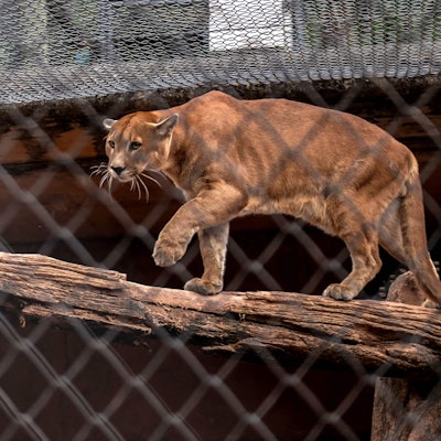 In Sachsen-Anhalt hält eine Großkatze die Behörden auf Trab.
