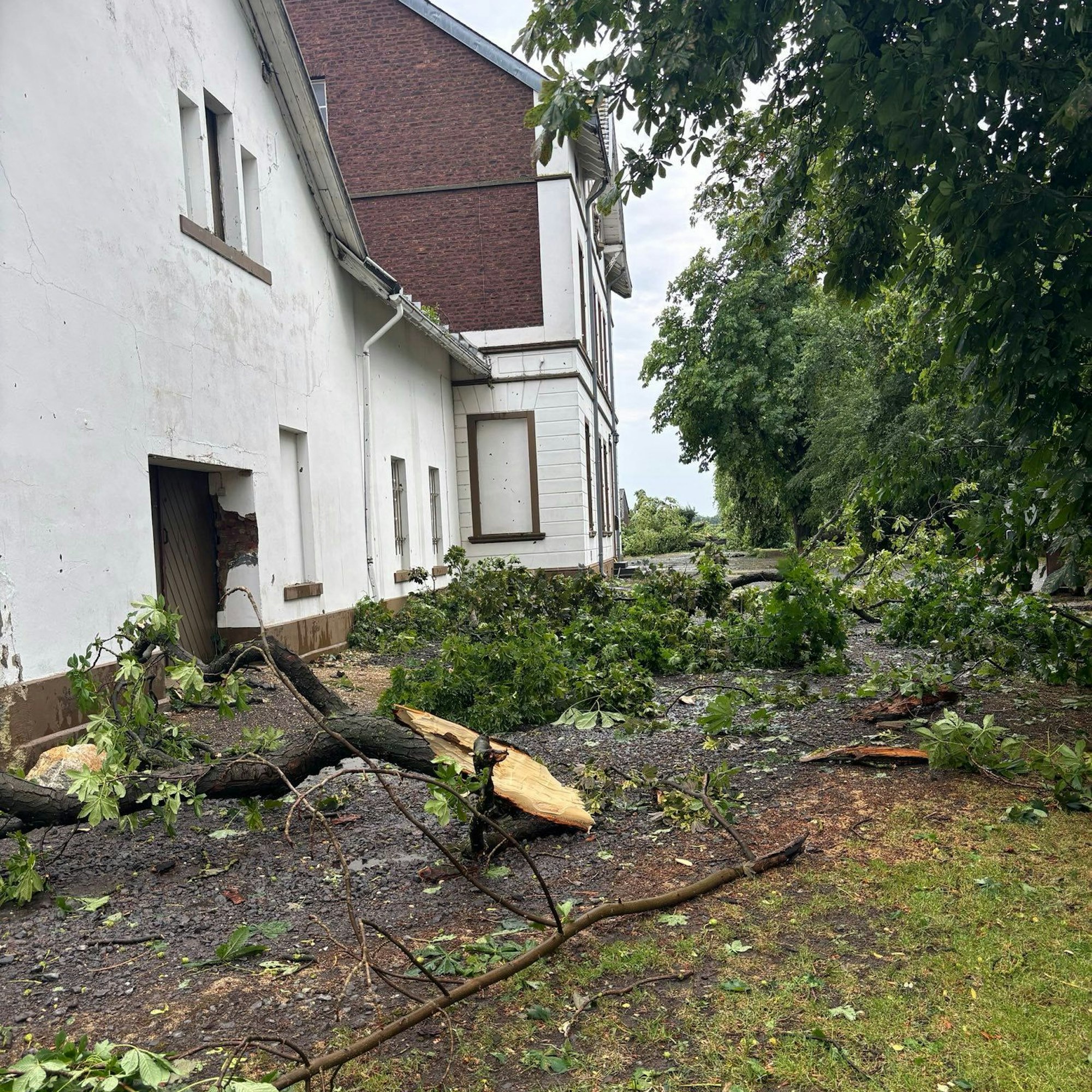 Umgestürzte Bäume liegen vor einem Haus,