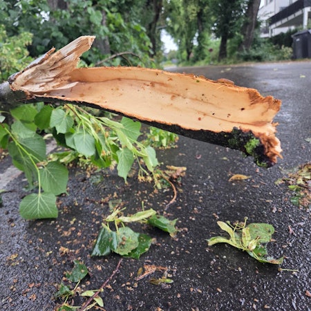 Ein Baum ist abgebrochen.