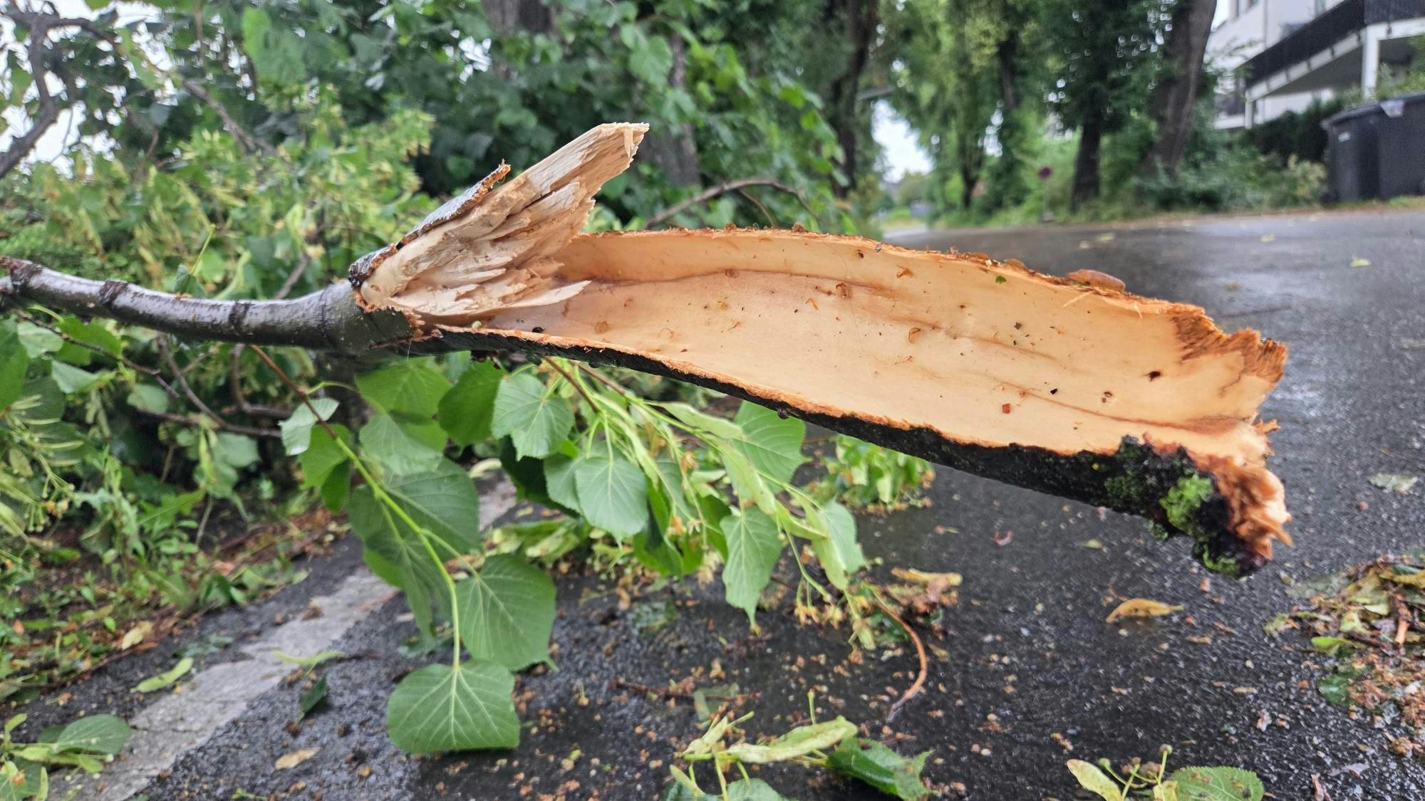 Ein Baum ist abgebrochen.