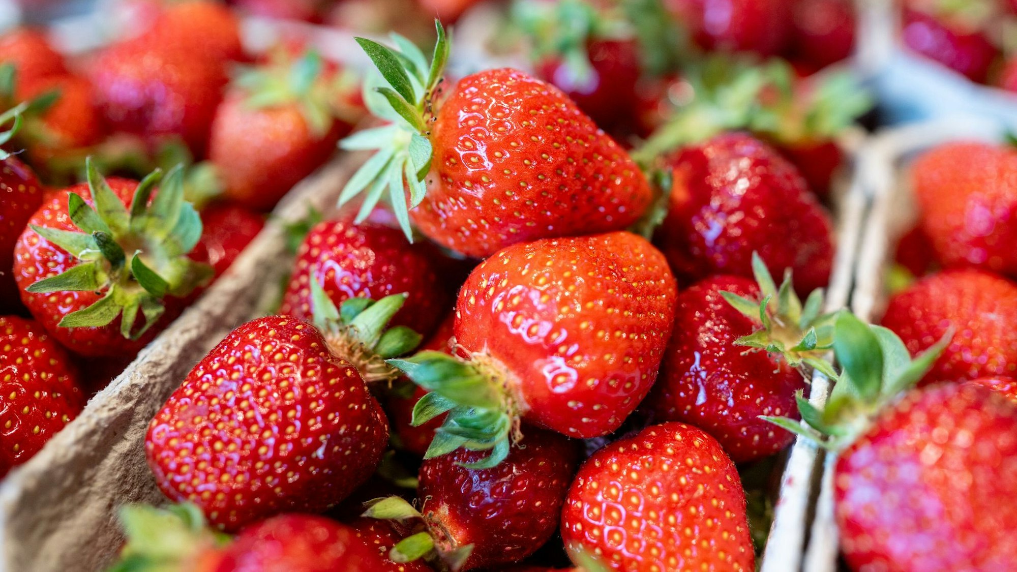 Erdbeeren in der Pappbox in Nahaufnahme.