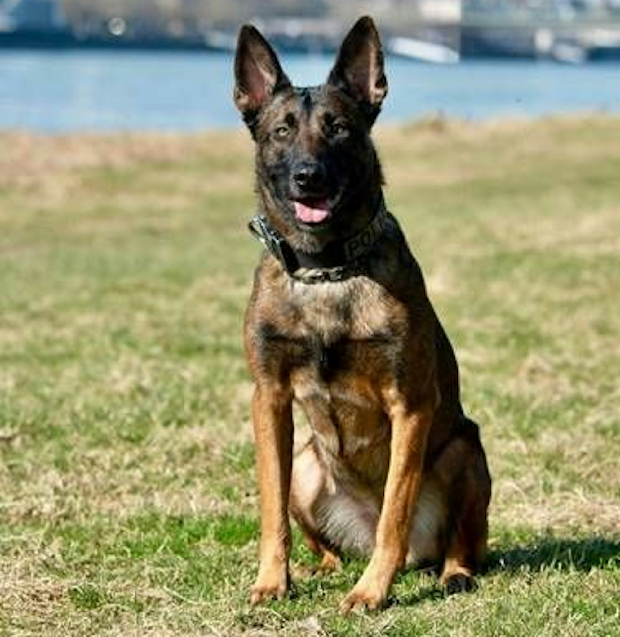 Rauschgiftspürhund Ciri