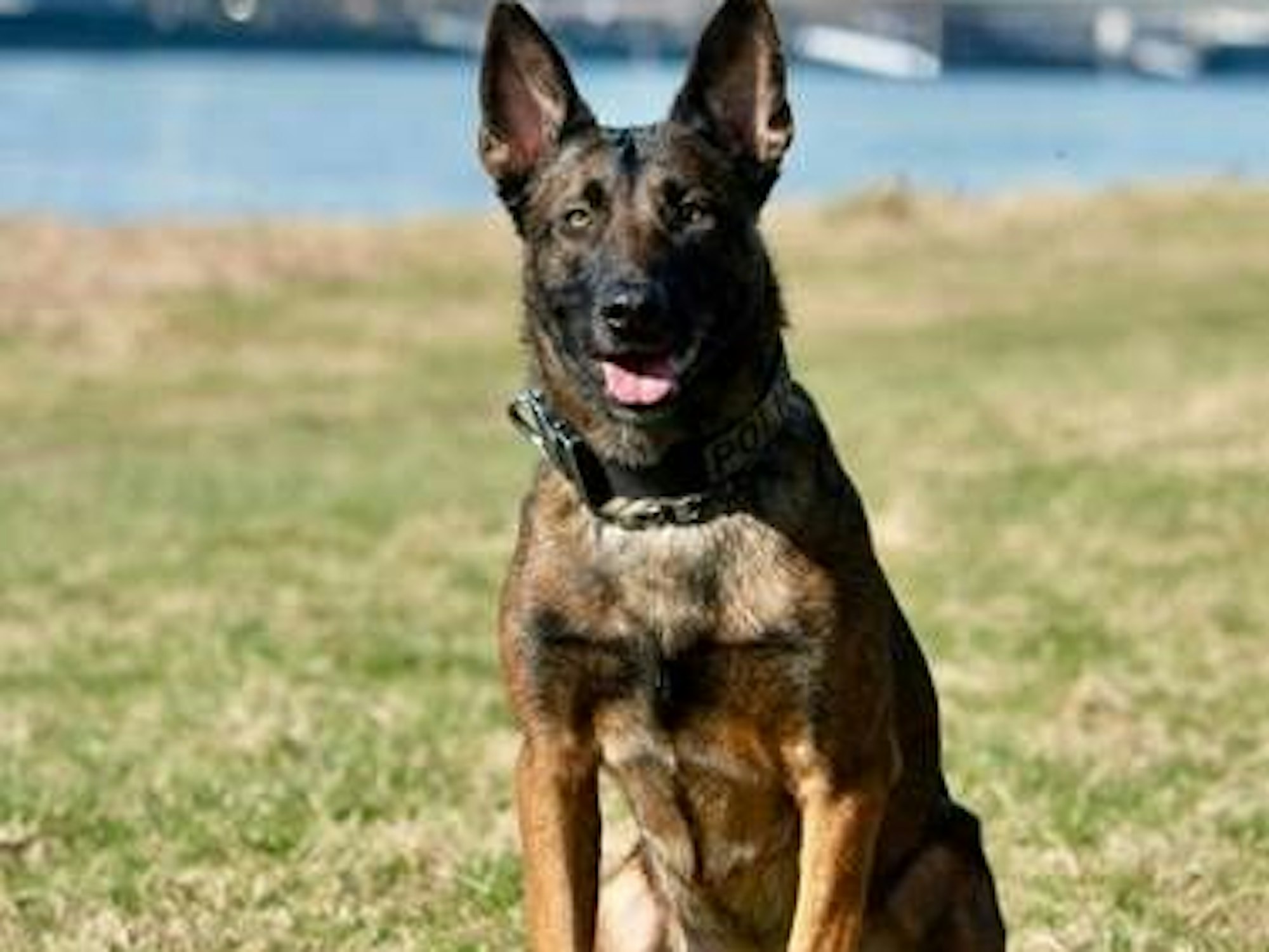 Rauschgiftspürhund Ciri