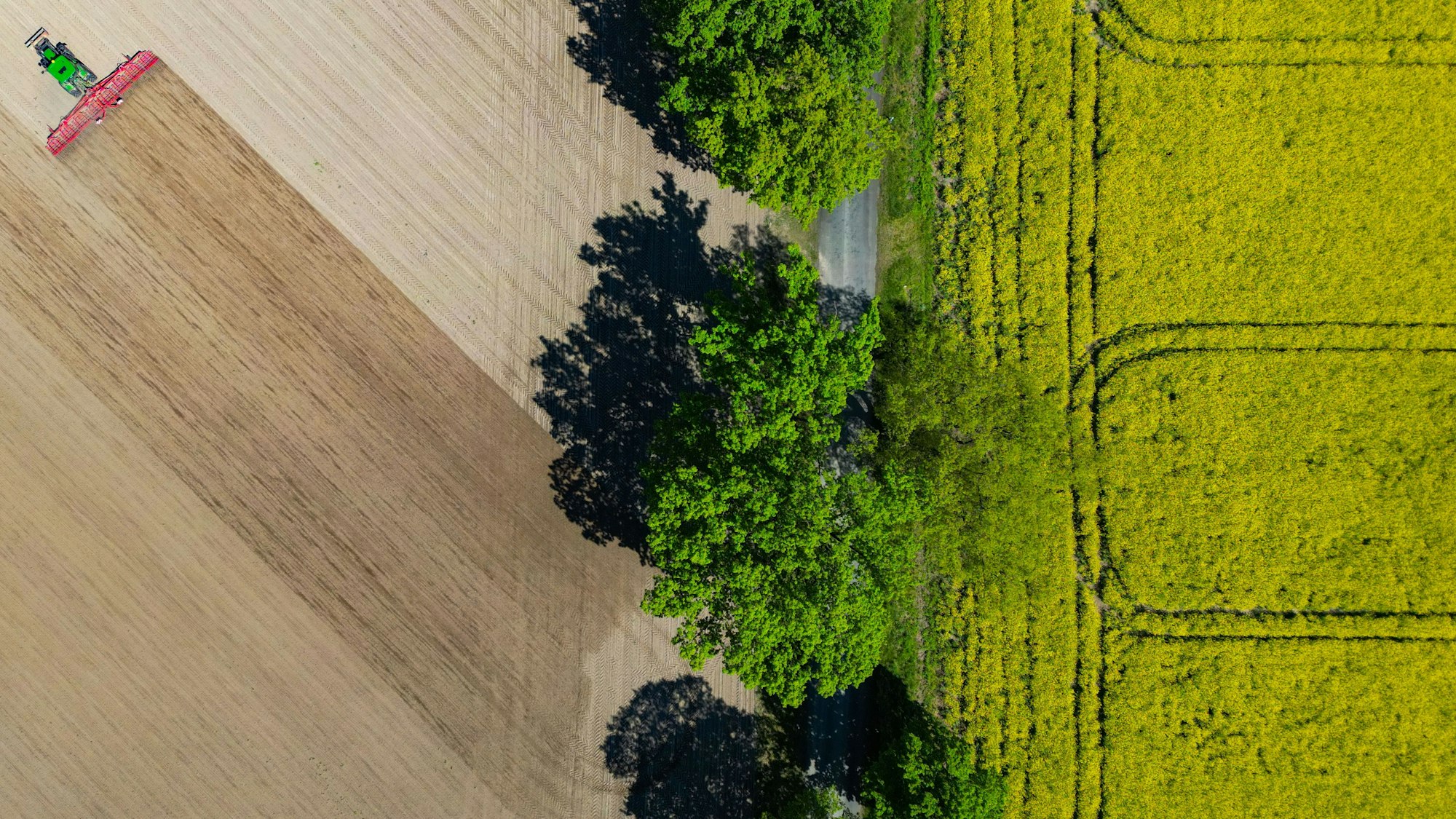 Ein Landwirt glättet mit einem Striegel den Ackerboden neben einer Allee und einem blühenden Rapsfeld
