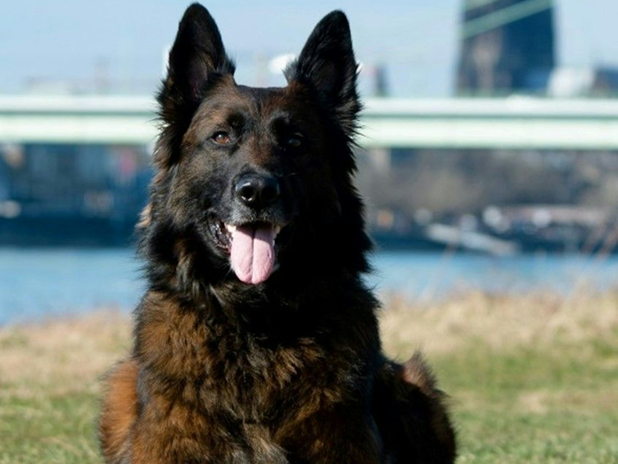 Datenspürhund Sushi