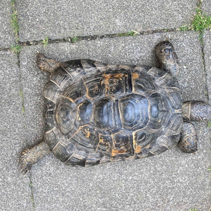 Das Bild zeigt eine Schildkröte.