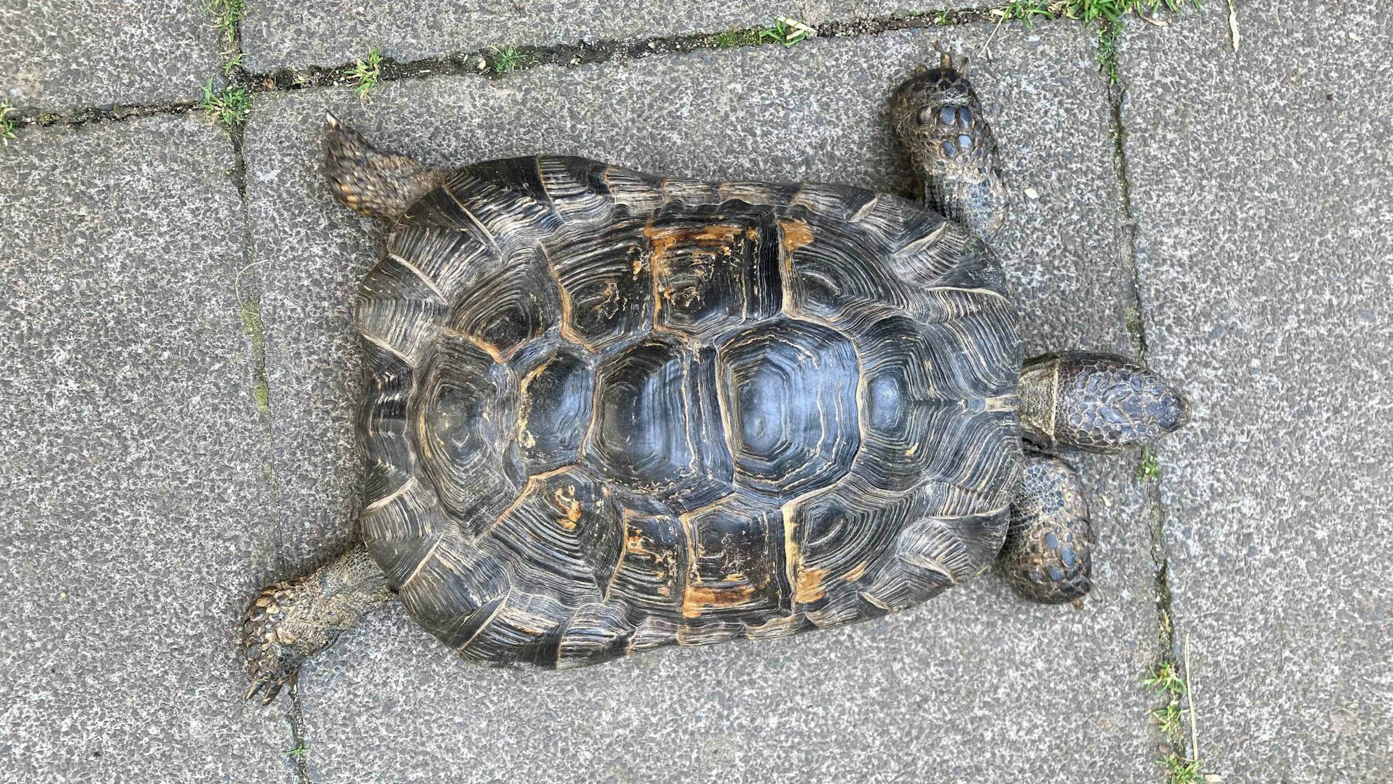 Das Bild zeigt eine Schildkröte.