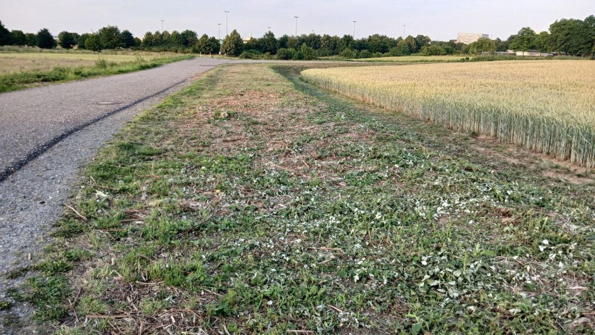 Das Areal am Butterberg soll bebaut werden, Naturschützer sehen den Lebensraum von Amphibien gefährdet.