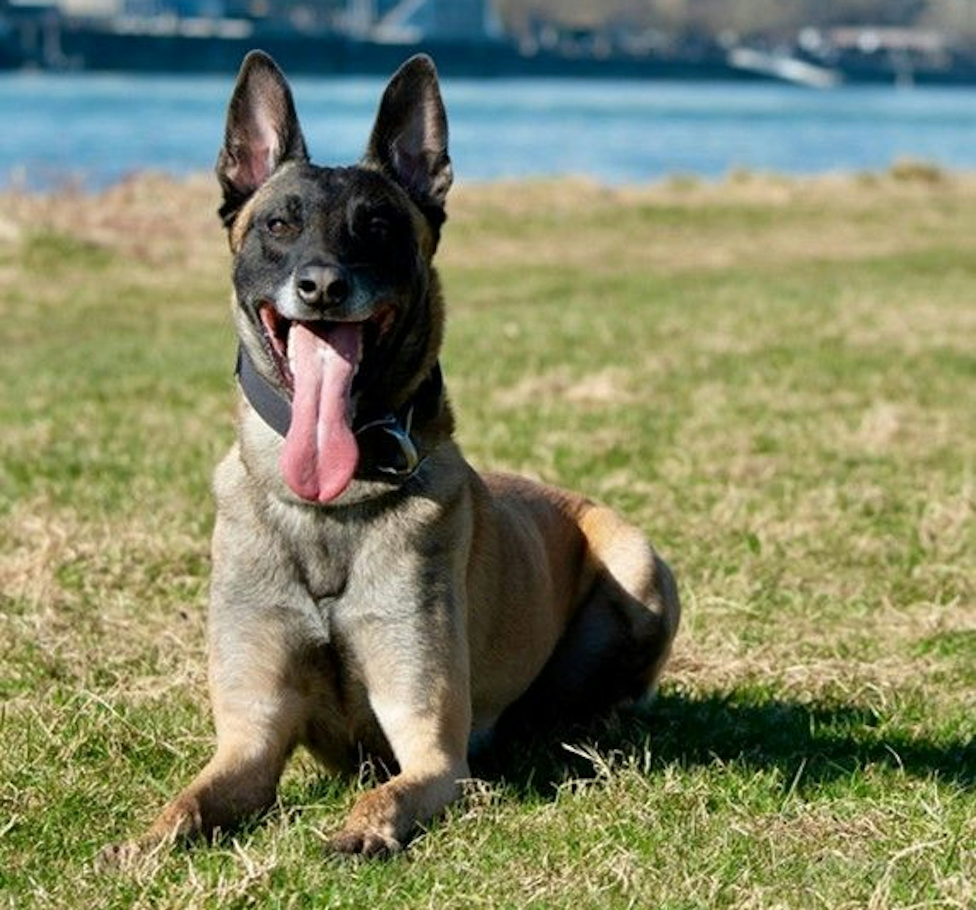 Datenspürhund Taicon
